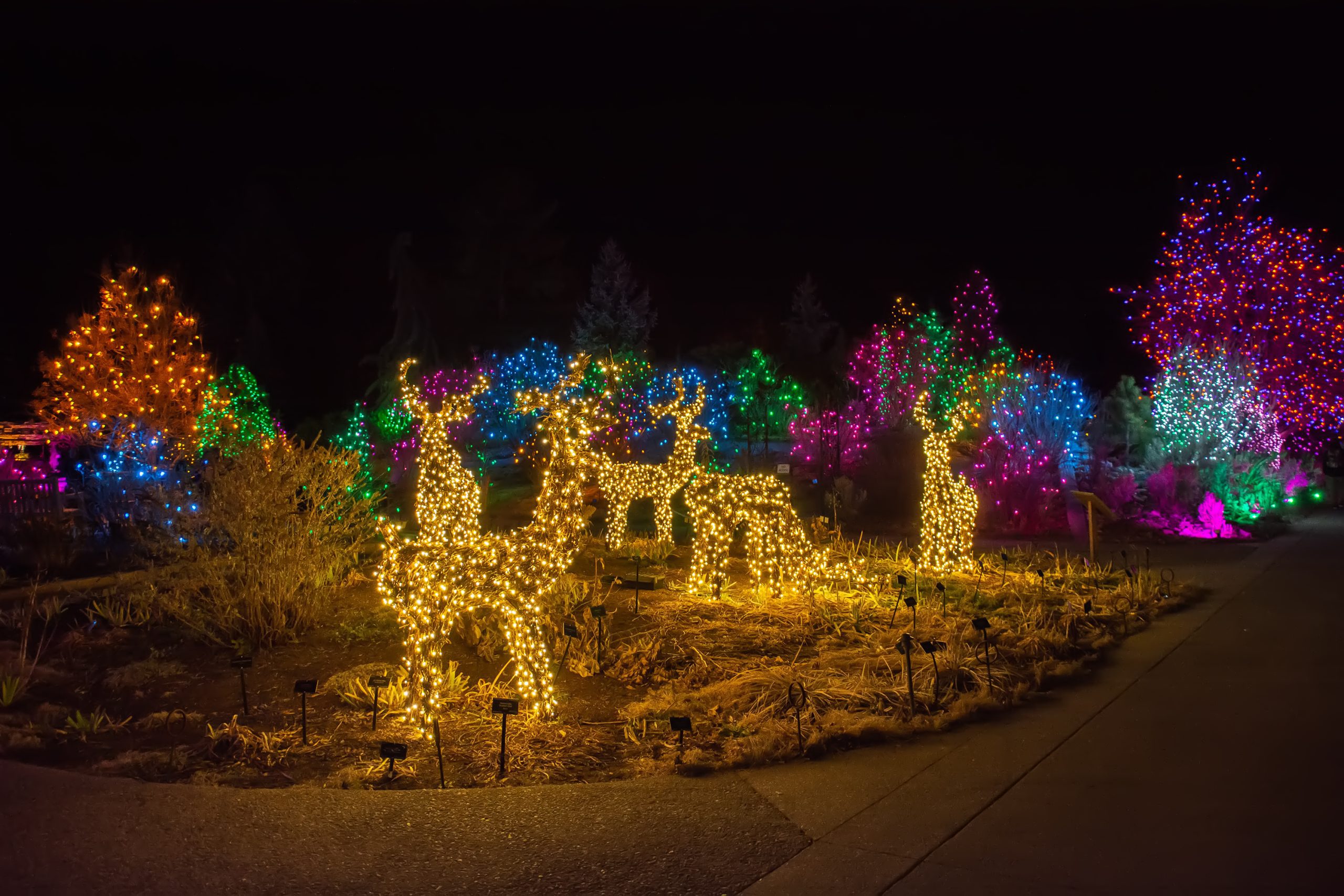 Illuminated deer sculptures among colourful Christmas lights at night.